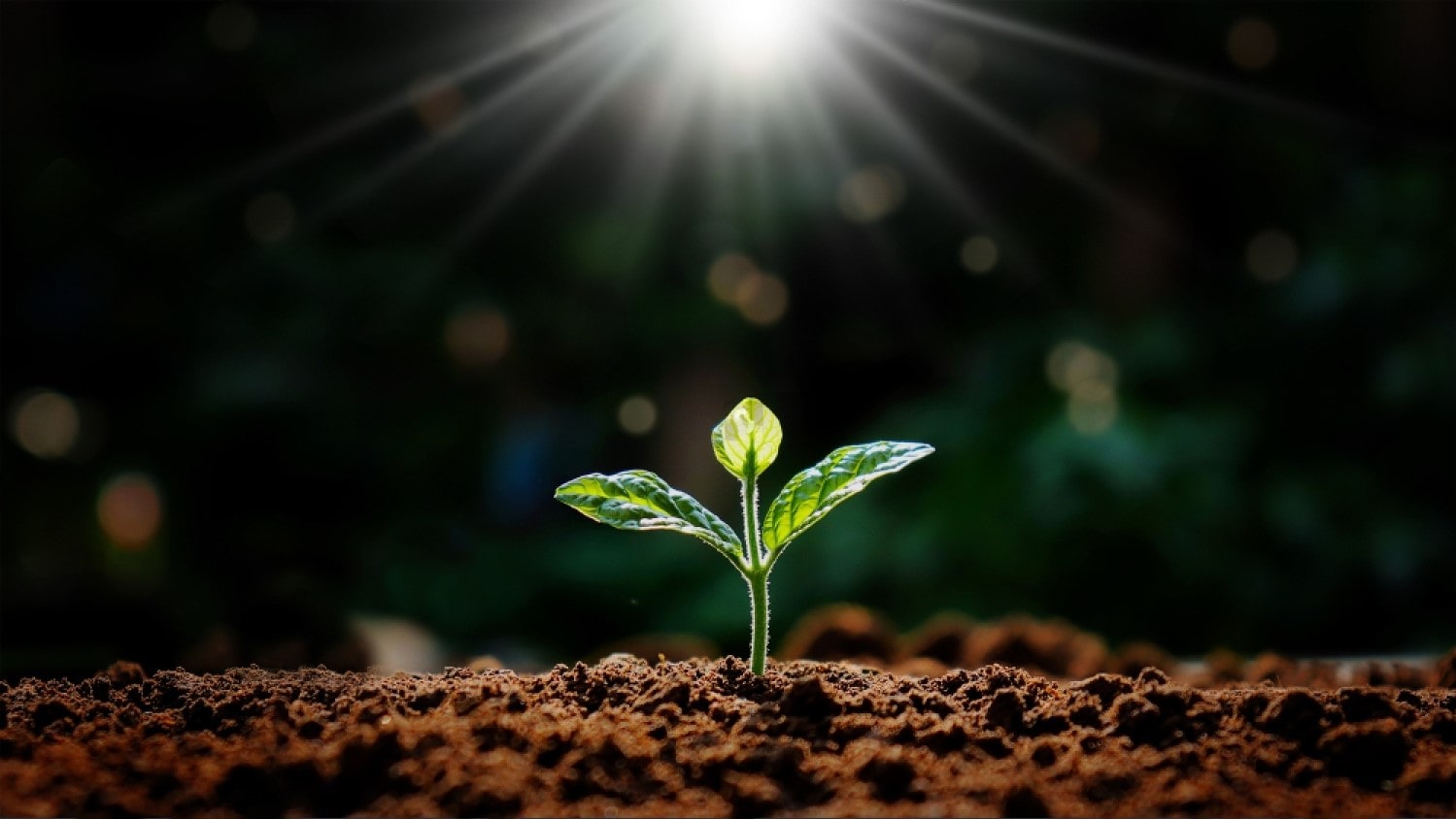 Agriculture in the Age of Climate Change: Adapting to New Norms